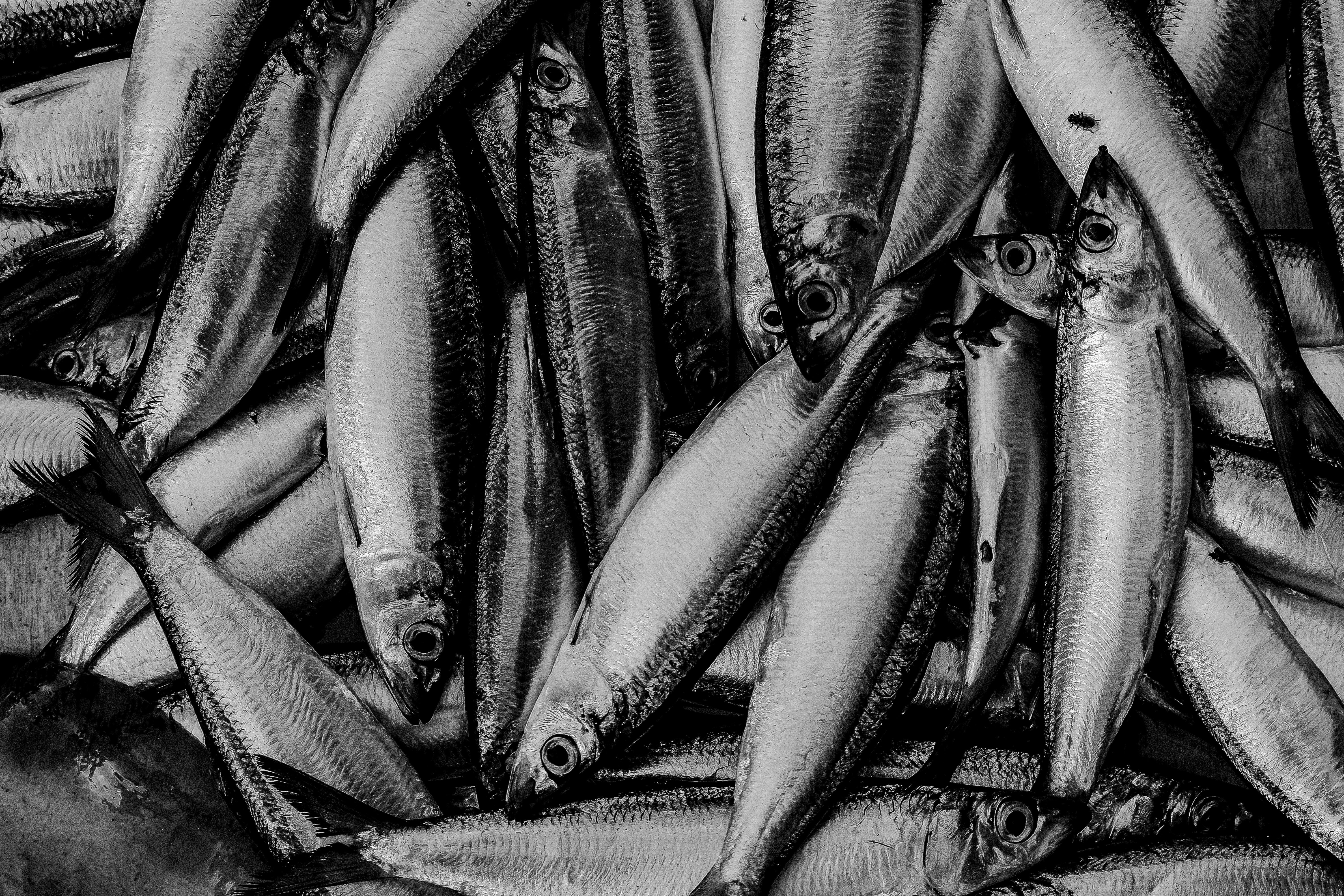 Pacific Herring Fillet Flaps